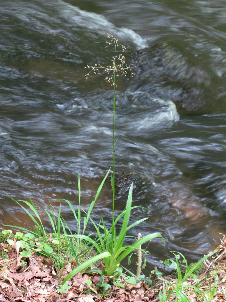 Luzula sylvatica